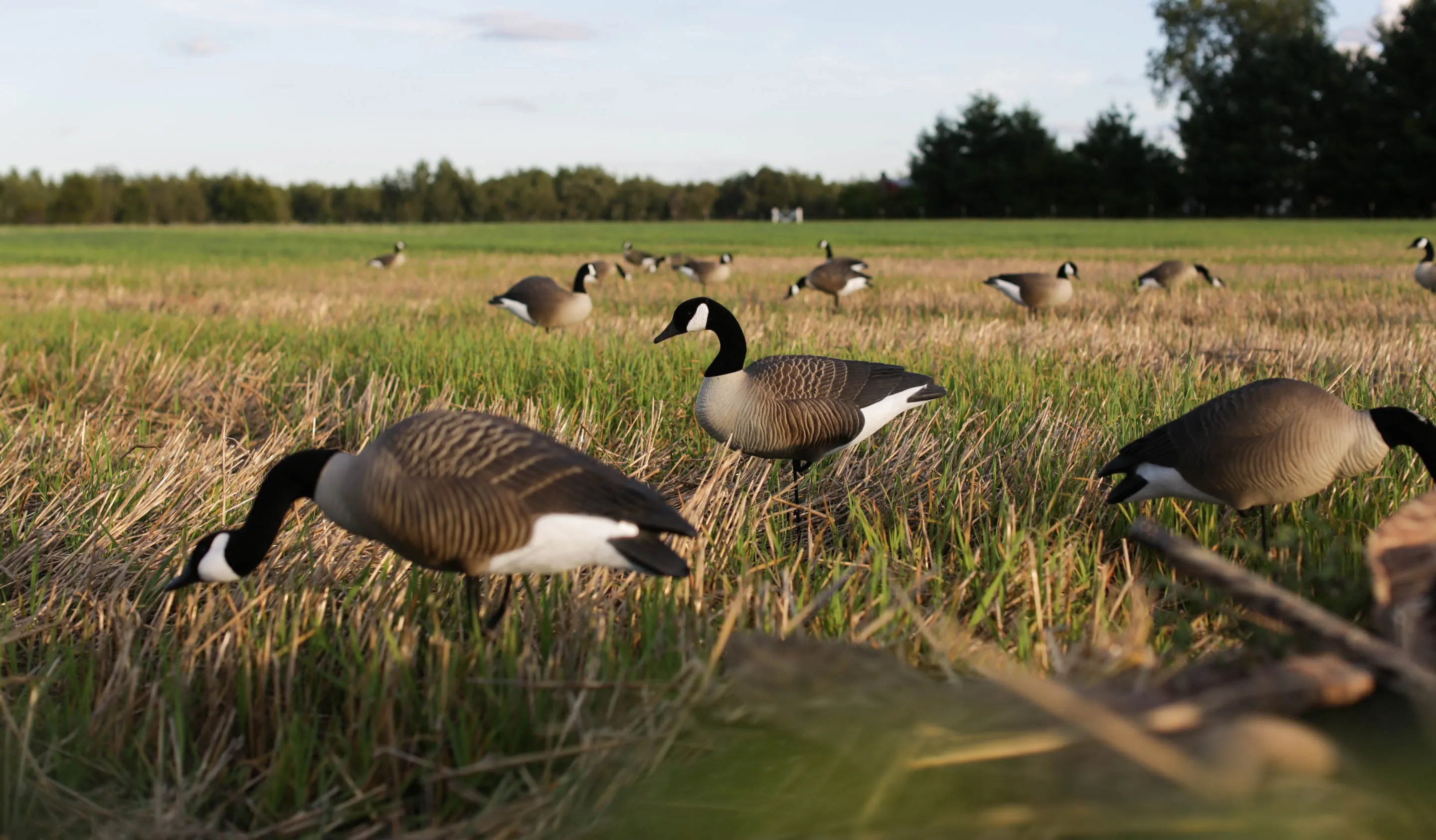 Pro Series Canada Goose Full Body Uprights